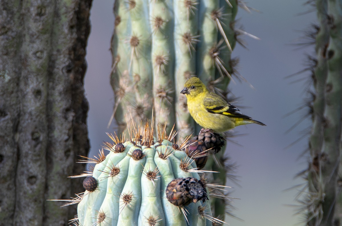 Hooded Siskin - ML637884717