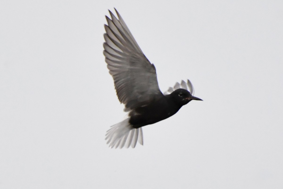 Black Tern - ML637884772