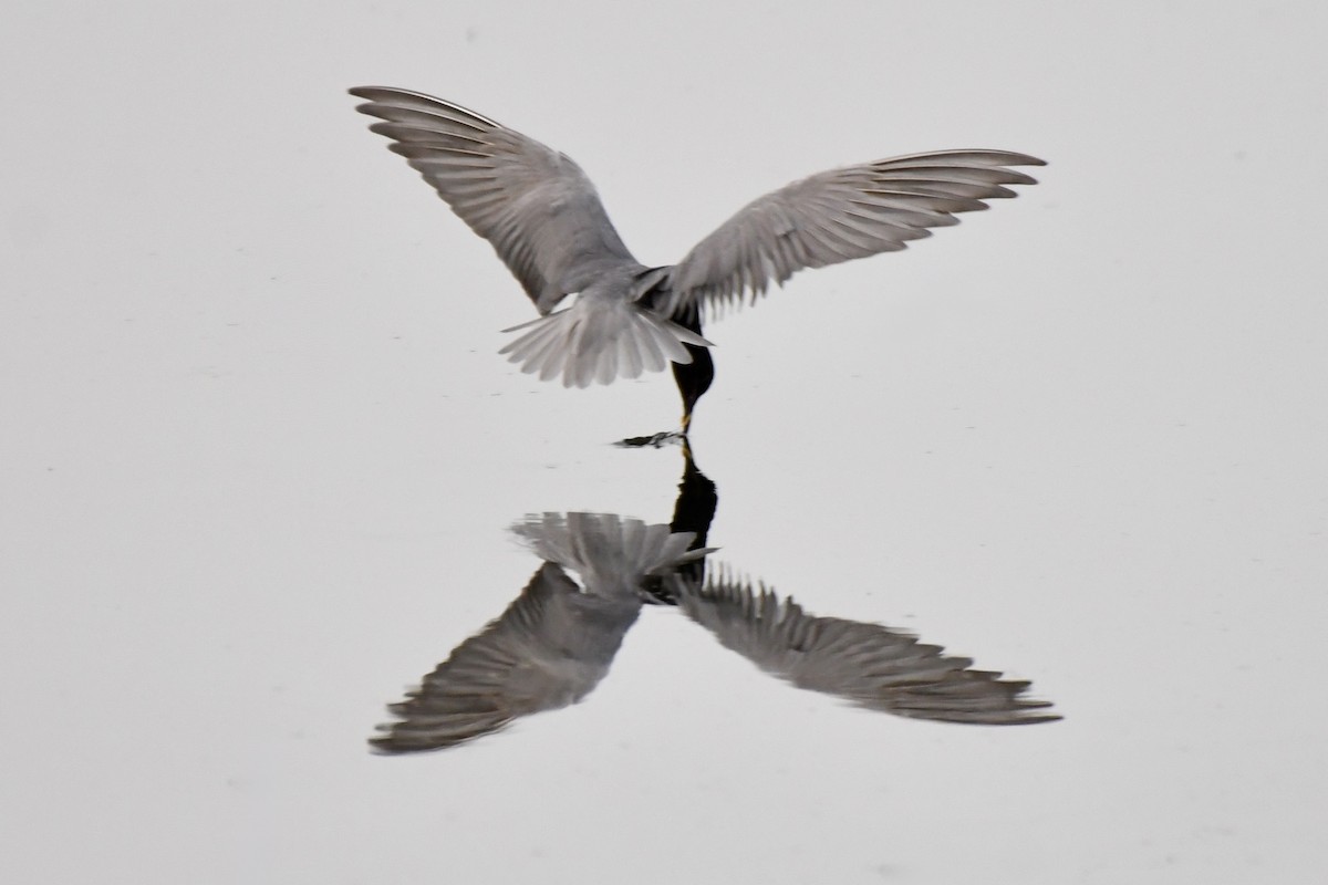 Black Tern - ML637884773