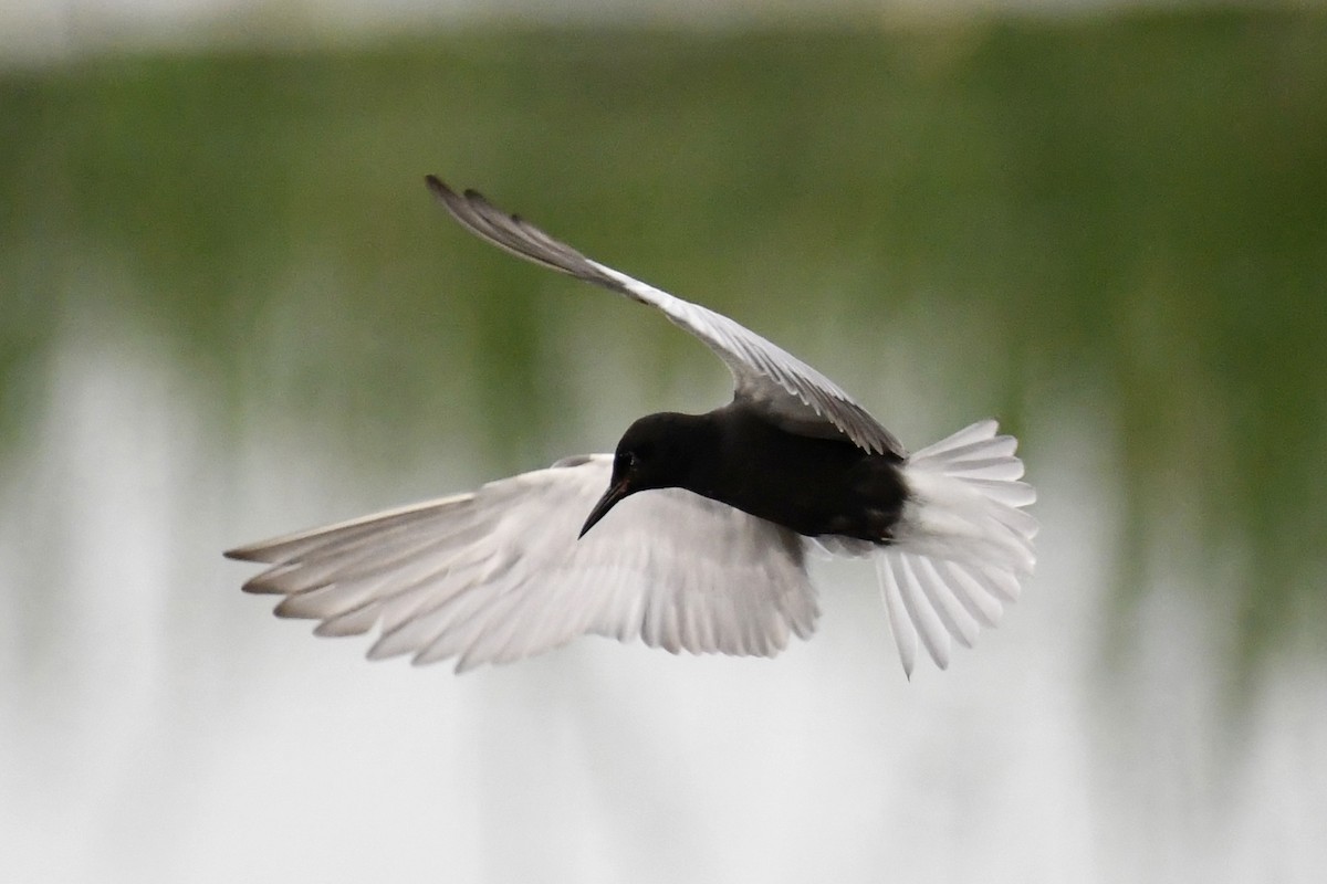 Black Tern - ML637884775