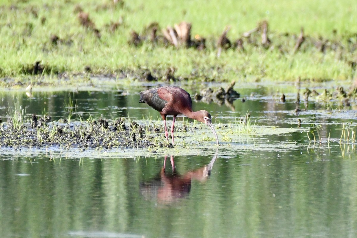 White-faced Ibis - ML637884789