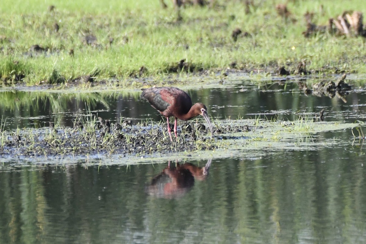 White-faced Ibis - ML637884790