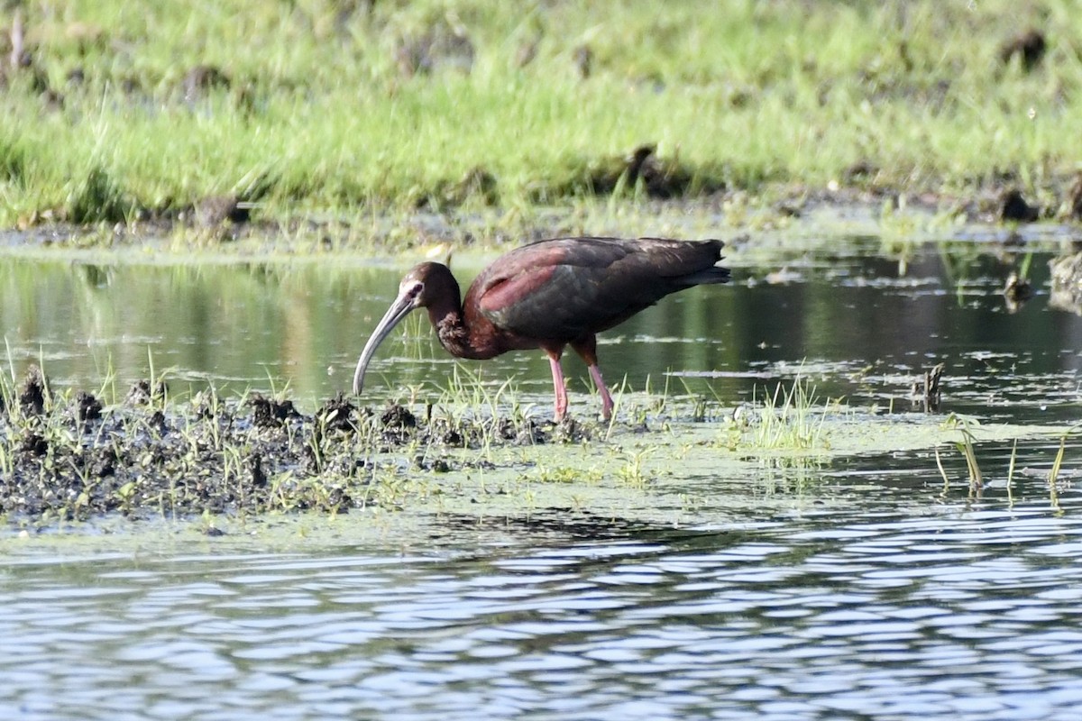 White-faced Ibis - ML637884791