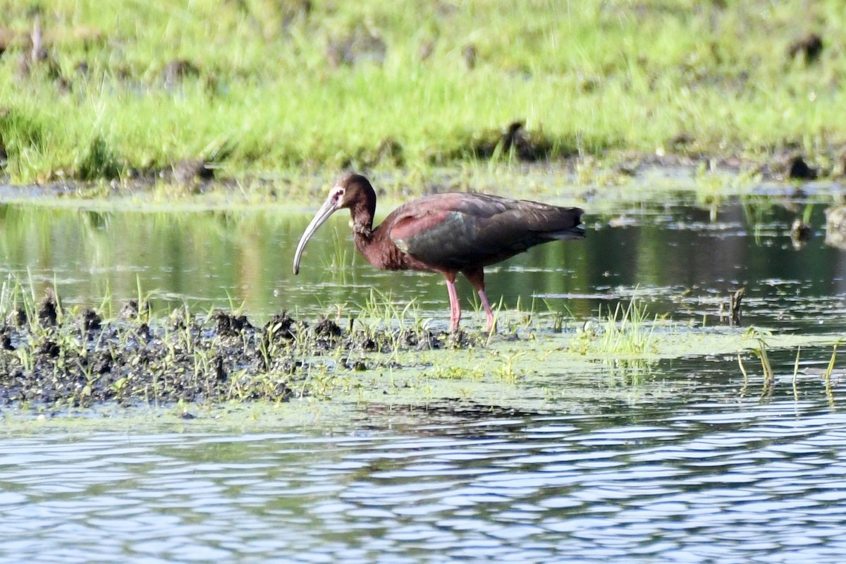 White-faced Ibis - ML637884792