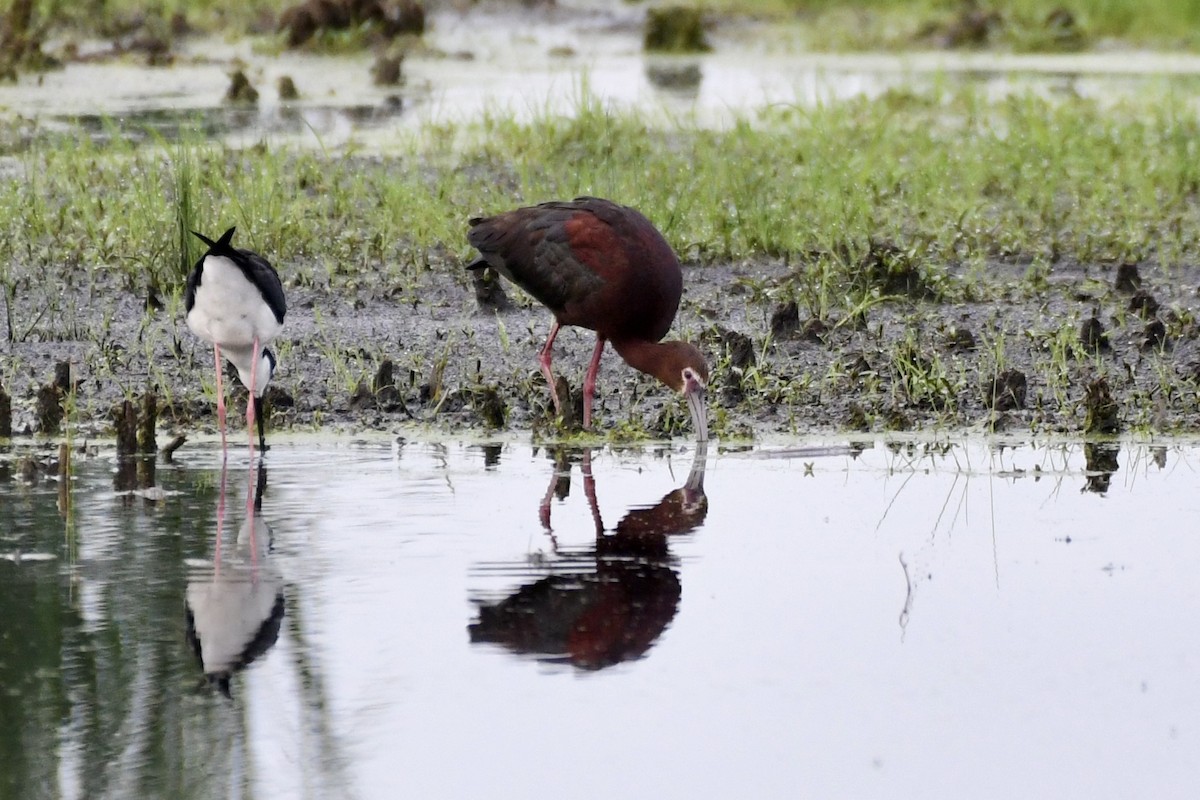 White-faced Ibis - ML637884793