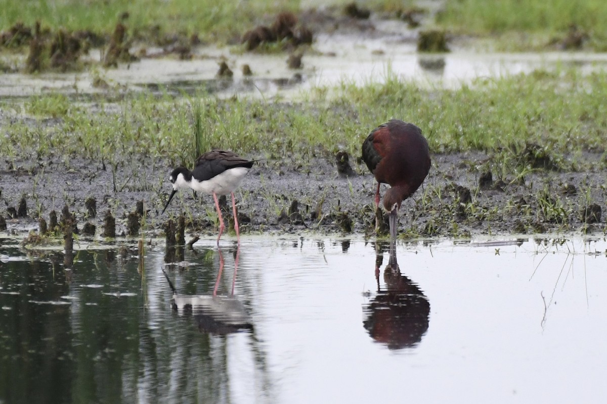 White-faced Ibis - ML637884794