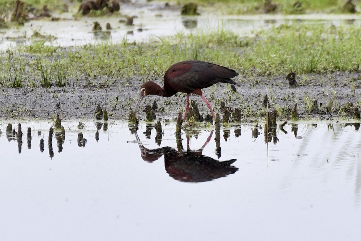 White-faced Ibis - ML637884795
