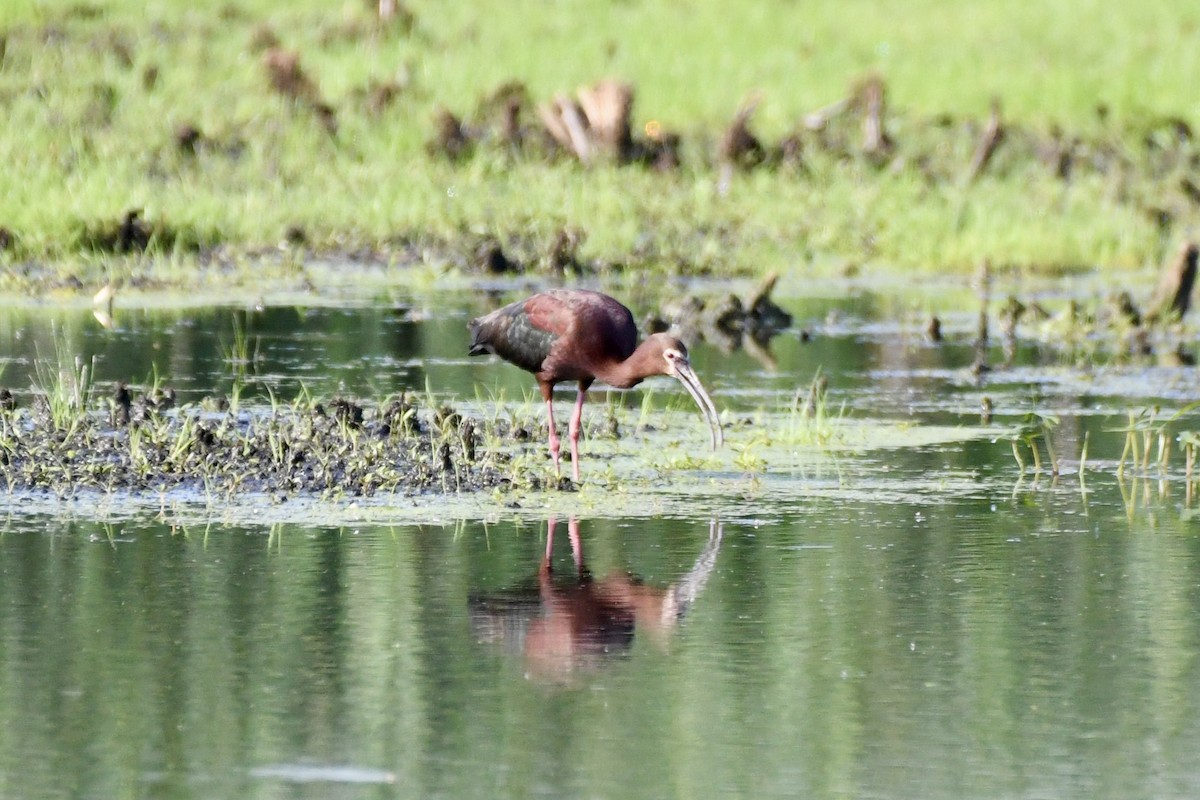White-faced Ibis - ML637884796