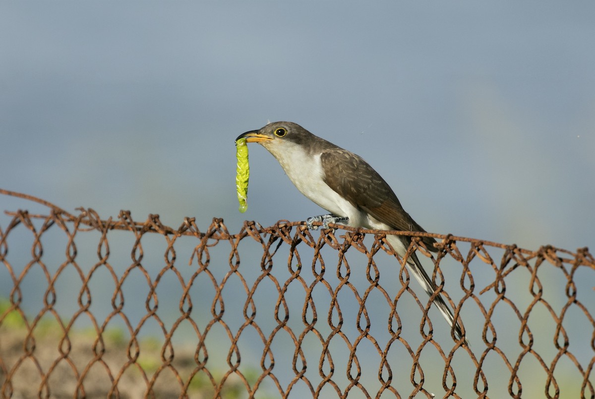 Yellow-billed Cuckoo - ML637884797