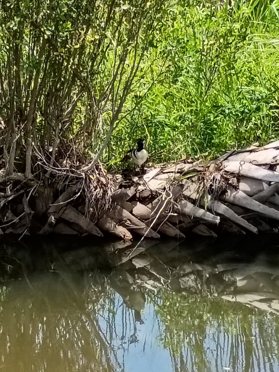 Hooded Merganser - ML637884810
