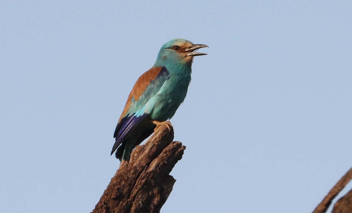 Abyssinian Roller - ML637884861