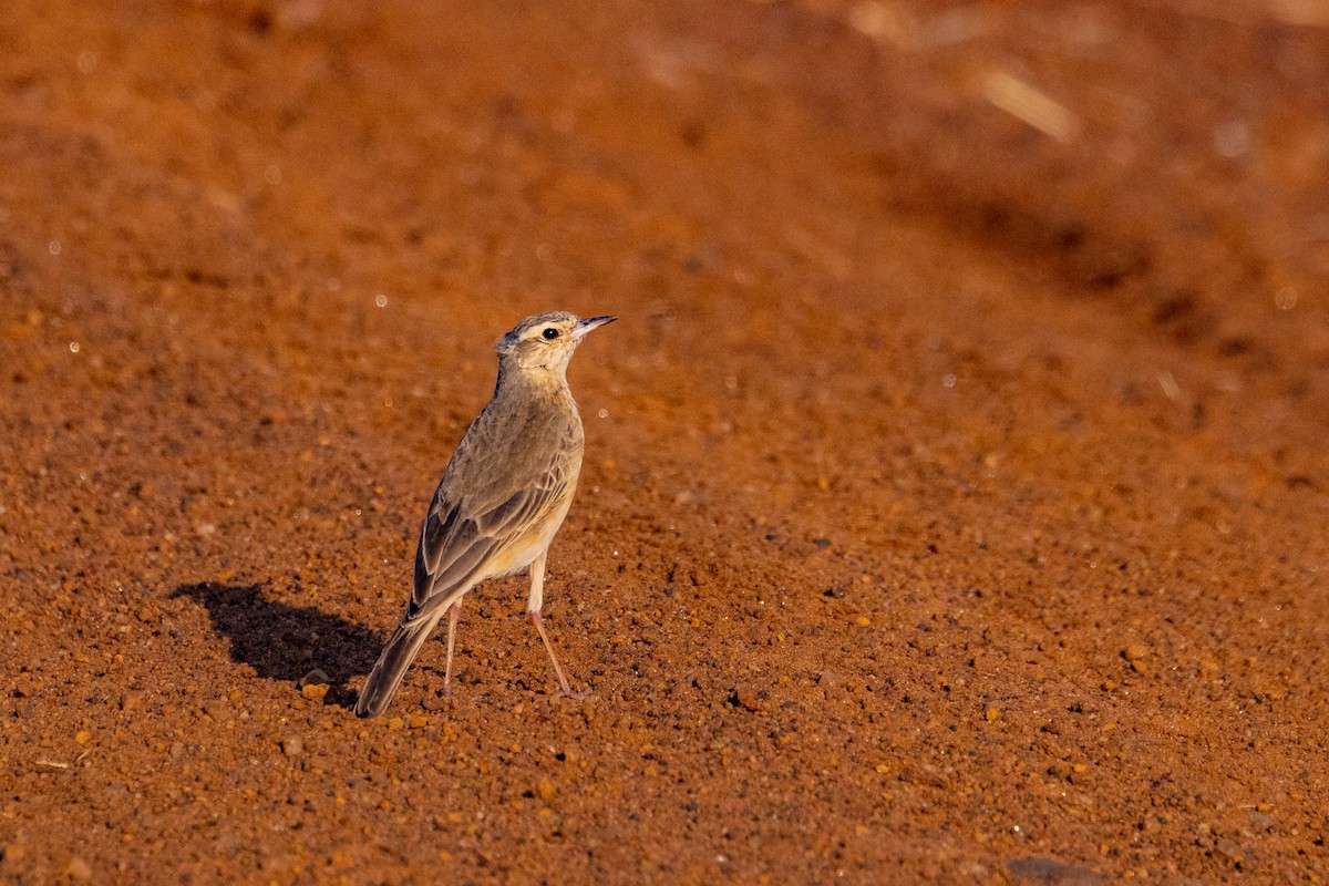 Plain-backed Pipit - ML637884881