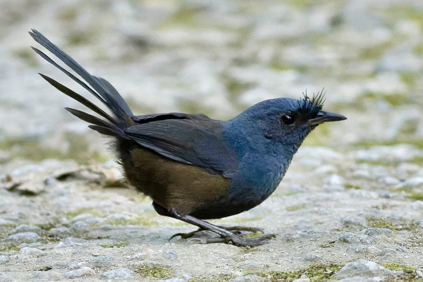 Slaty Bristlefront - ML637884913