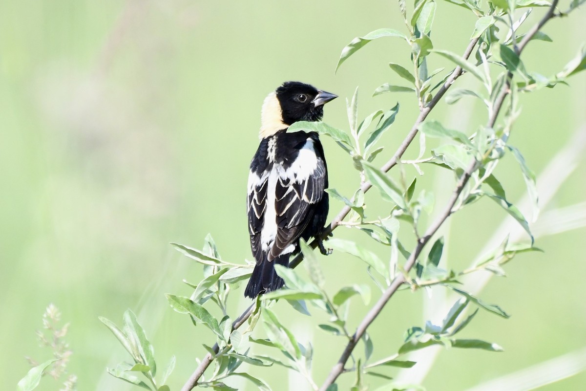 Bobolink - ML637884928