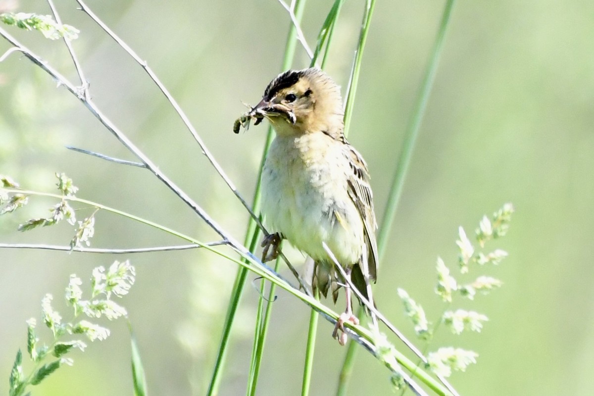 Bobolink - ML637884929