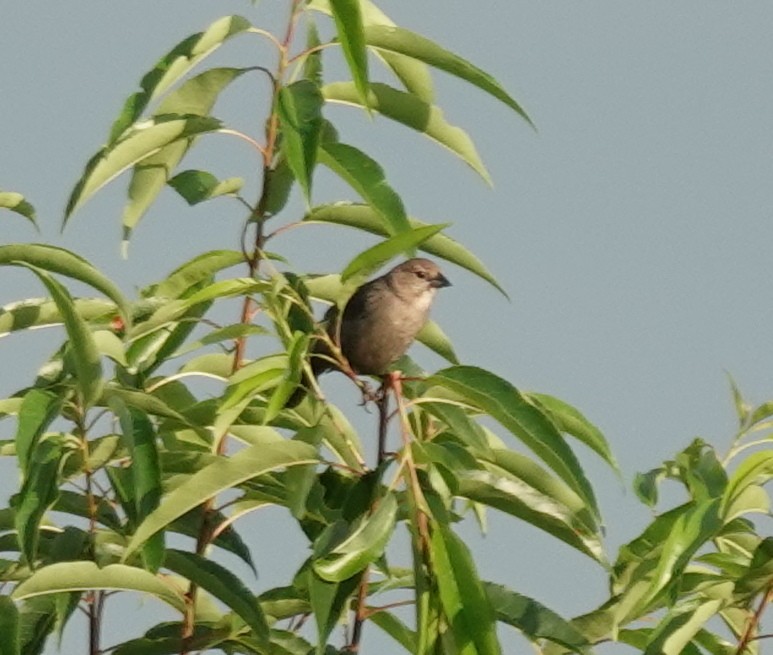 コウウチョウ - ML637885030