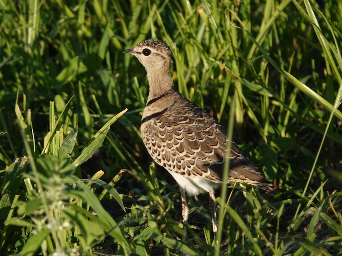 Double-banded Courser - ML637885099