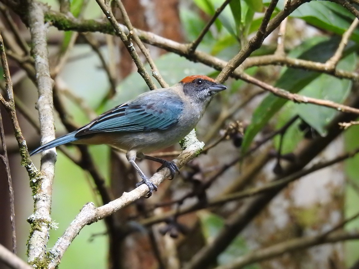 Scrub Tanager - ML637885125