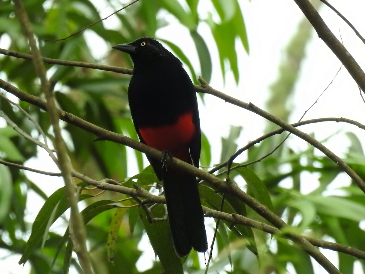 Red-bellied Grackle - ML637885142