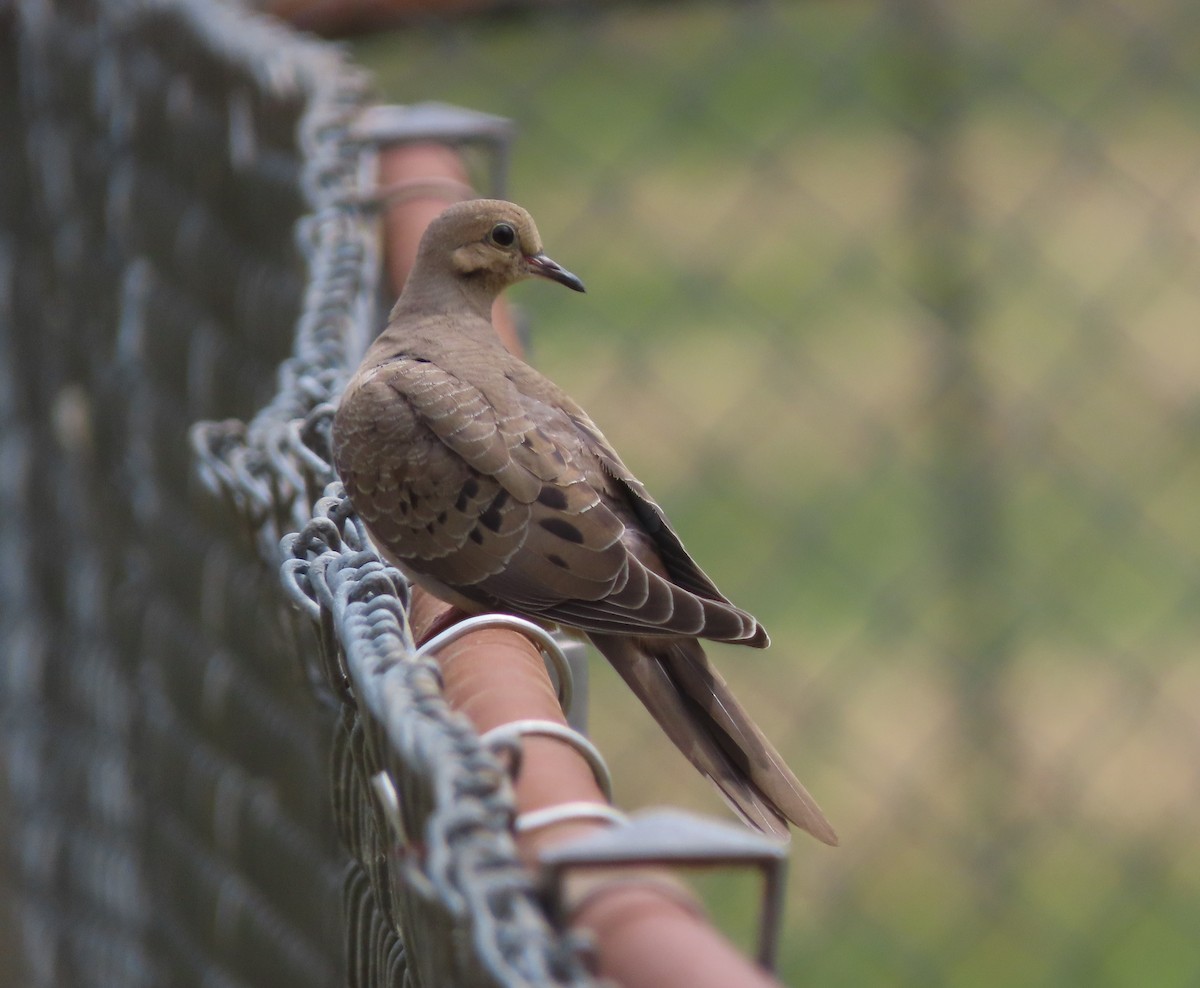 Mourning Dove - ML637885160