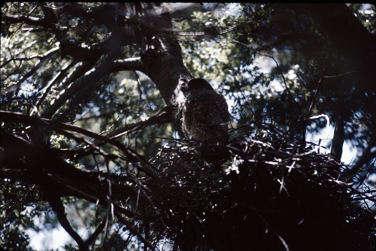Chilean Hawk - ML637885188