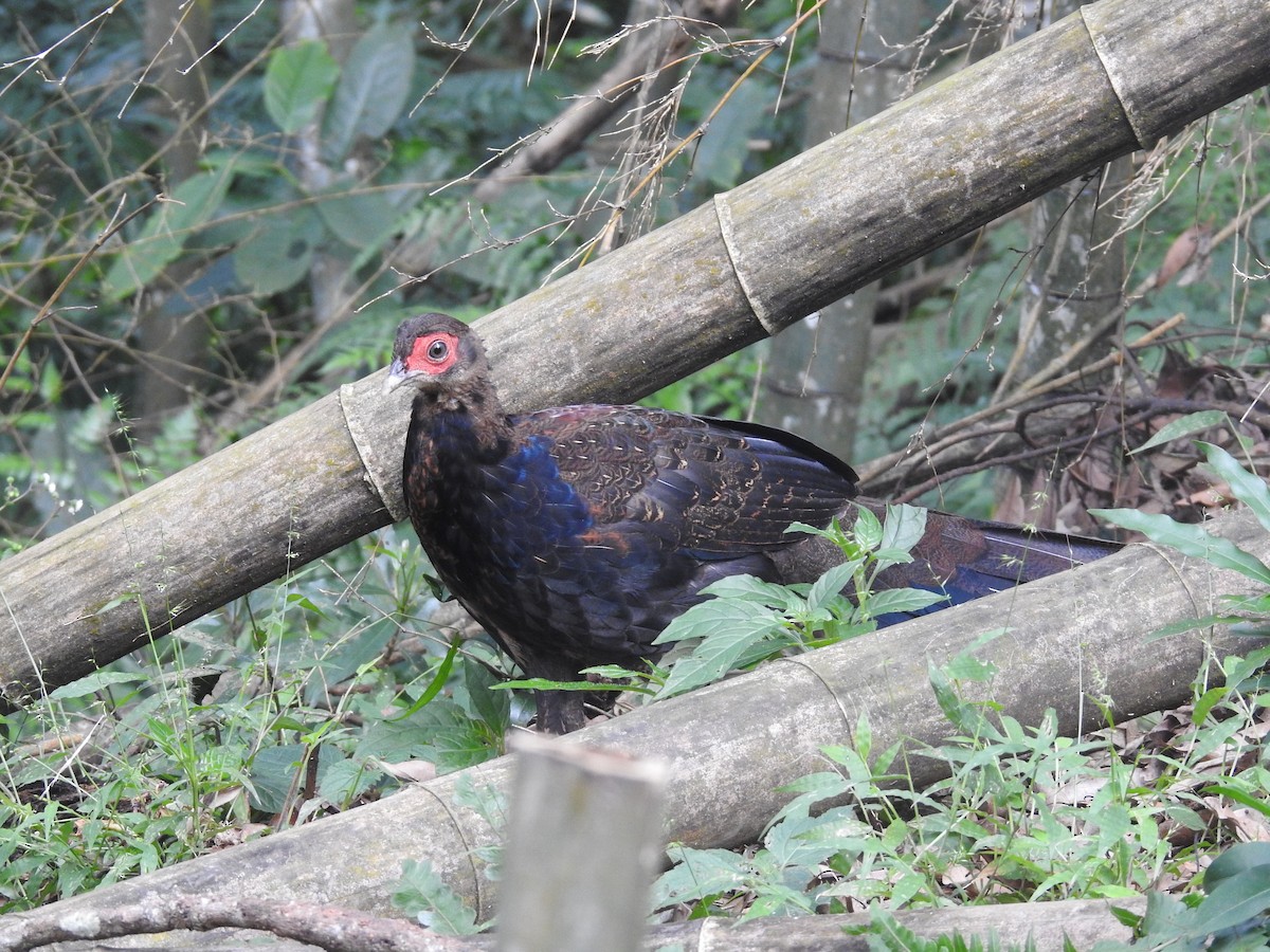 Swinhoe's Pheasant - ML637885211