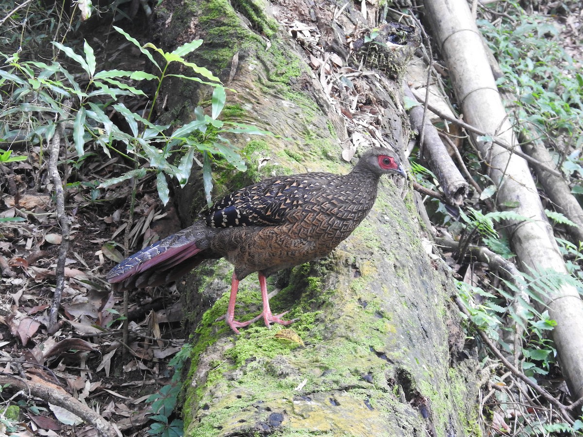 Swinhoe's Pheasant - ML637885212