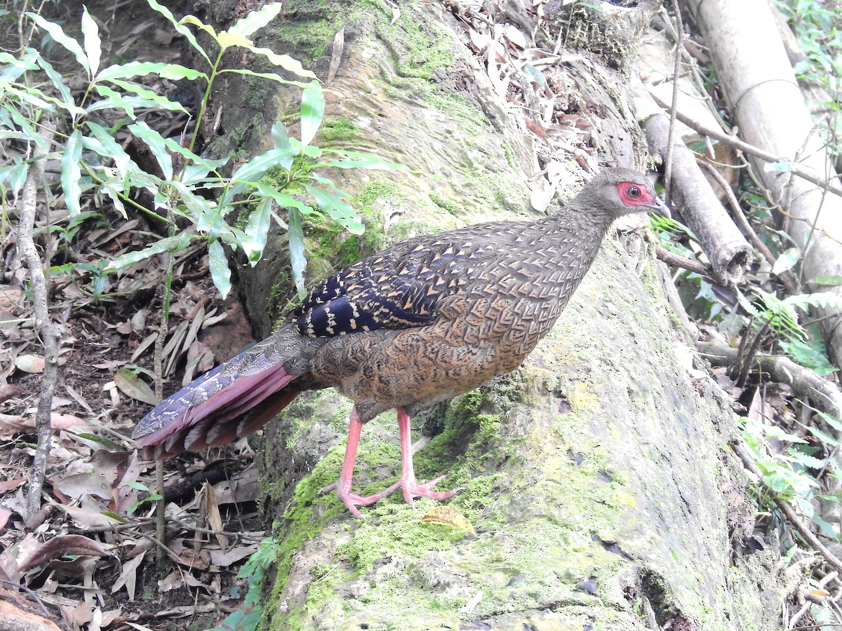 Swinhoe's Pheasant - ML637885214