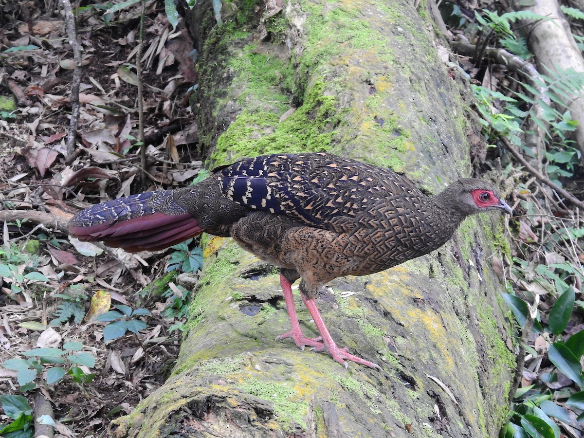 Swinhoe's Pheasant - ML637885216