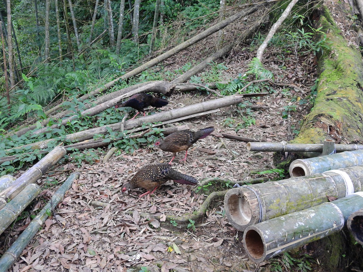 Swinhoe's Pheasant - ML637885217