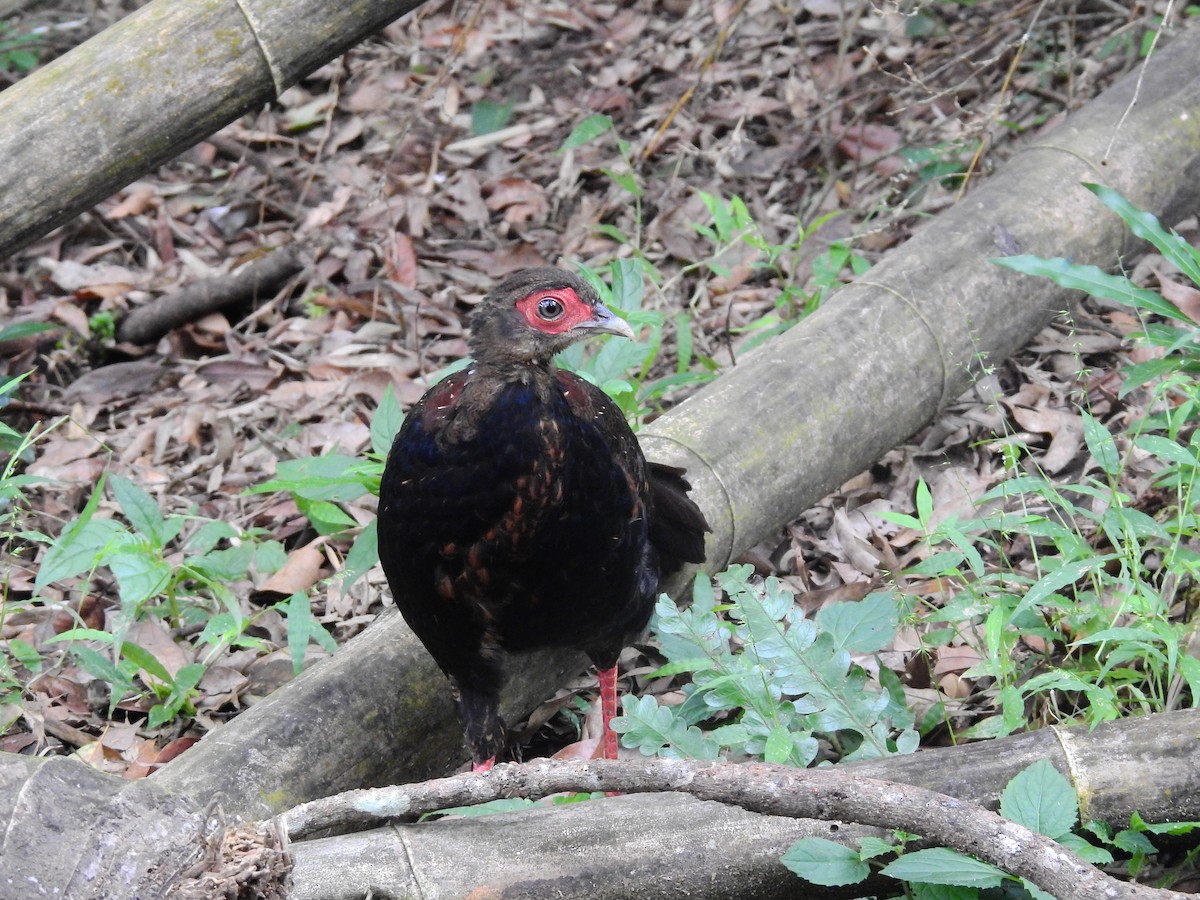 Swinhoe's Pheasant - ML637885218
