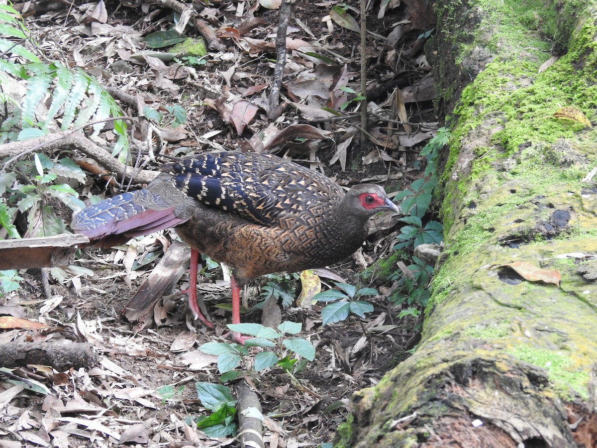 Swinhoe's Pheasant - ML637885219