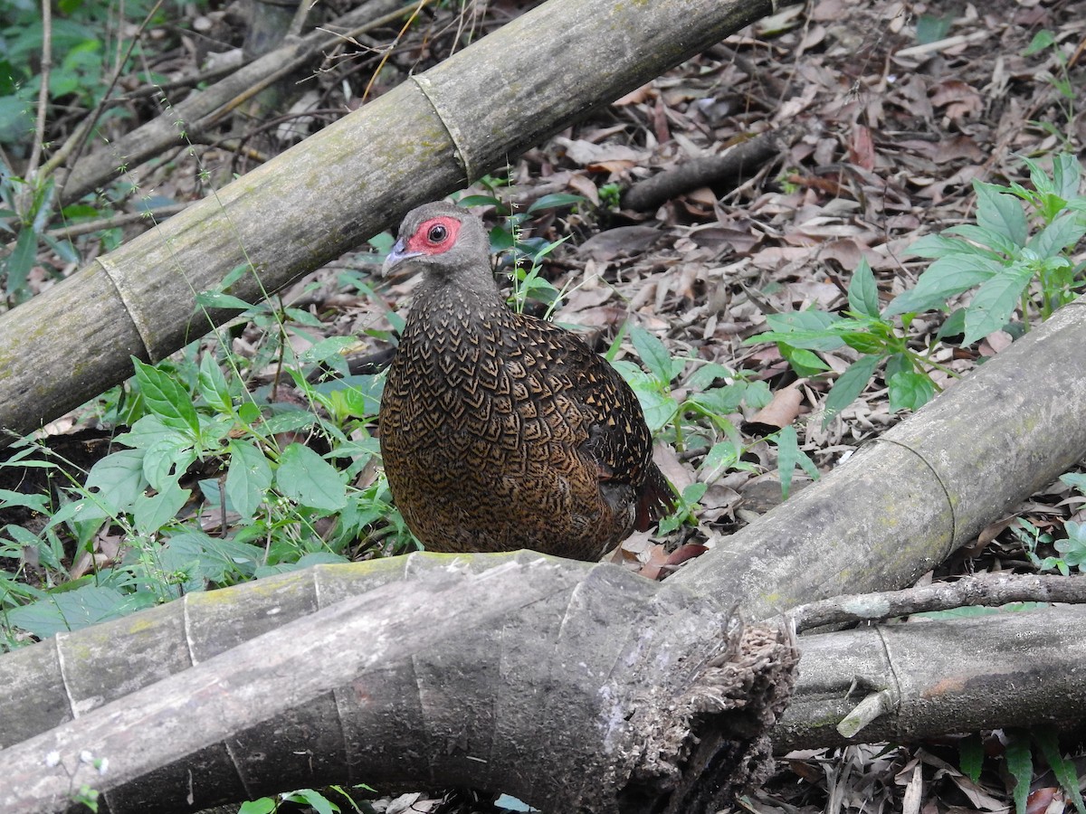 Swinhoe's Pheasant - ML637885220