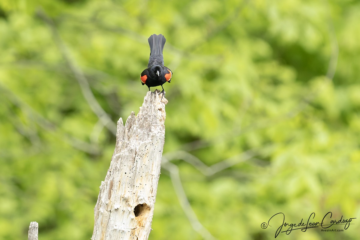 Red-winged Blackbird - ML637885256