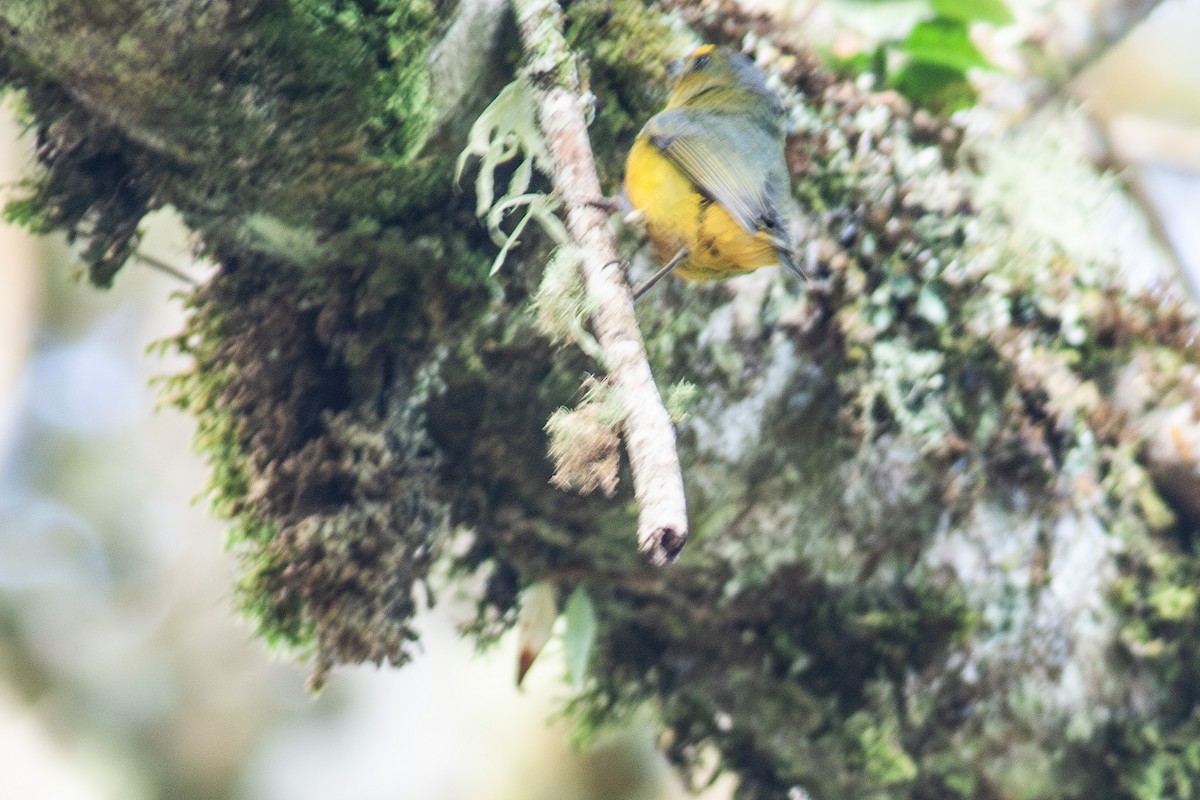 Bronze-green Euphonia - ML637885275