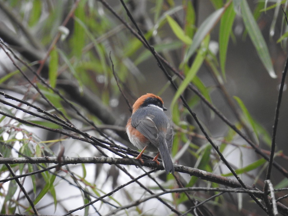 Black-throated Tit (Black-throated) - ML637885339