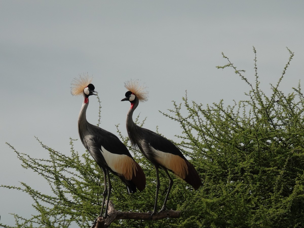 Gray Crowned-Crane - ML637885366