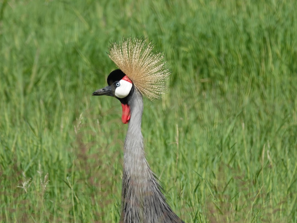 Gray Crowned-Crane - ML637885367