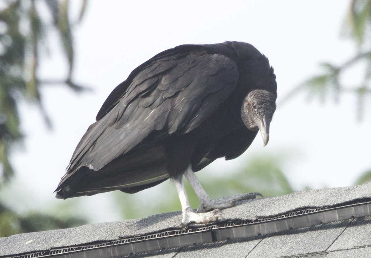 Urubu noir - ML637885423