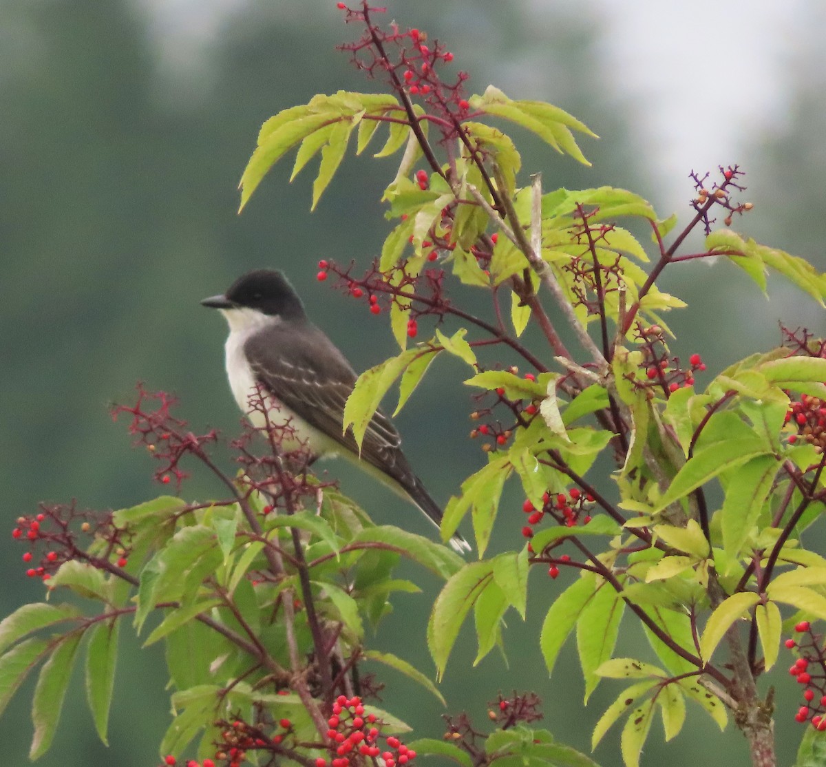 Eastern Kingbird - ML637885451