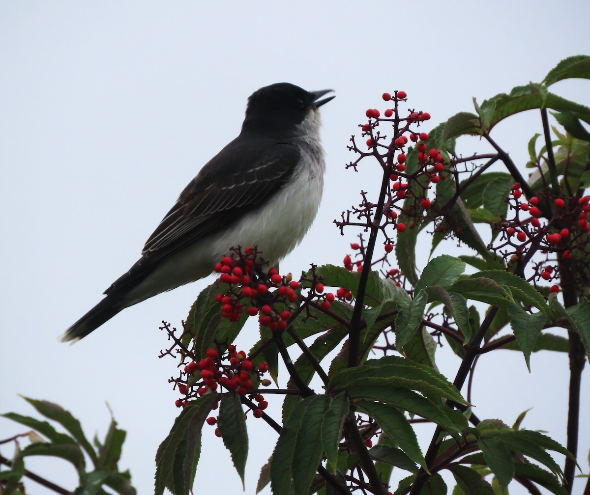Eastern Kingbird - ML637885457