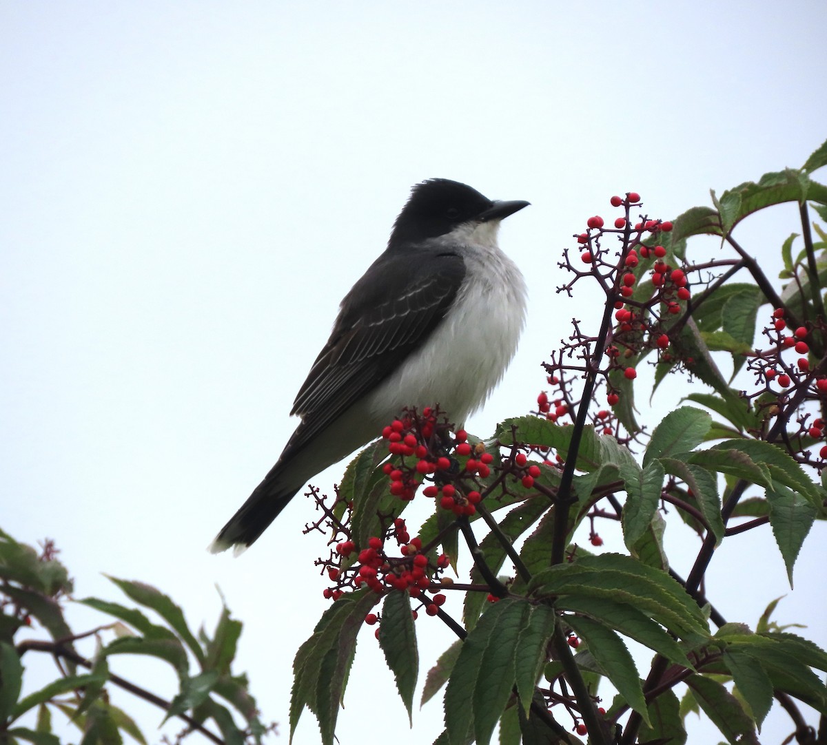 Eastern Kingbird - ML637885473