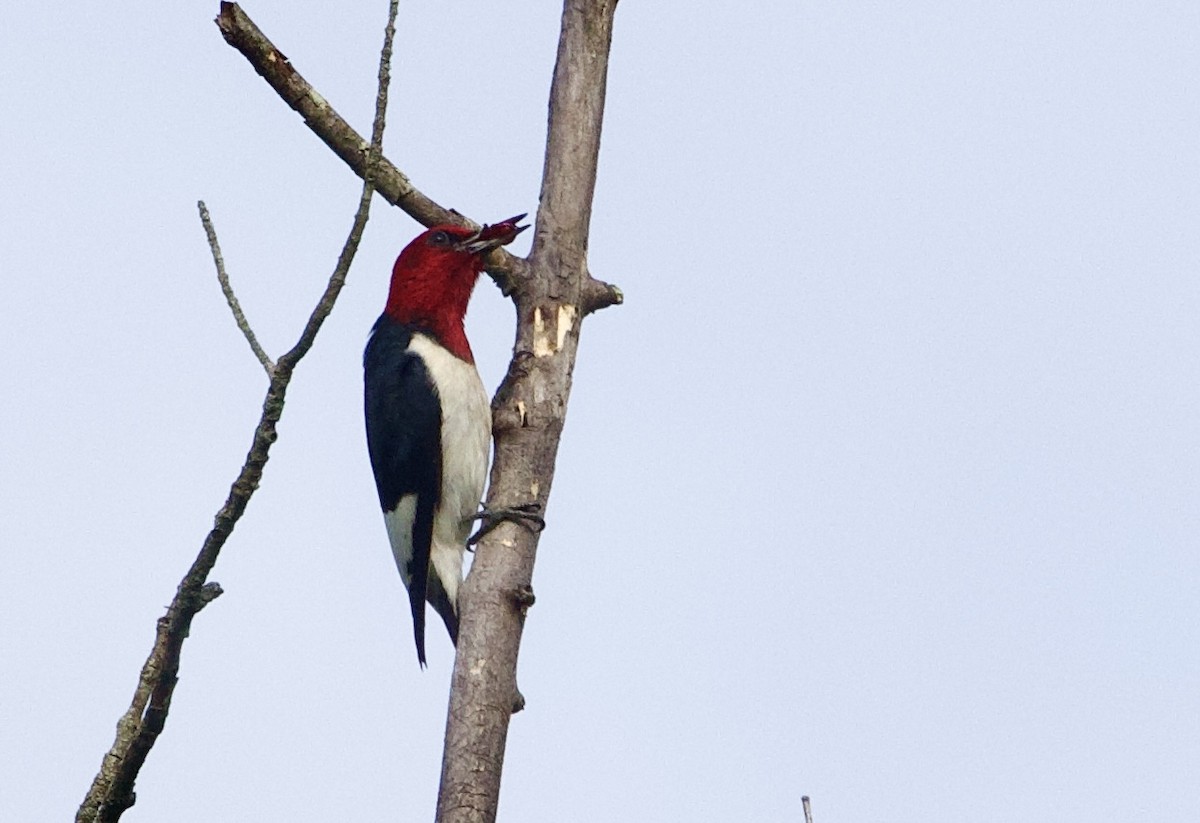 Pic à tête rouge - ML637885510