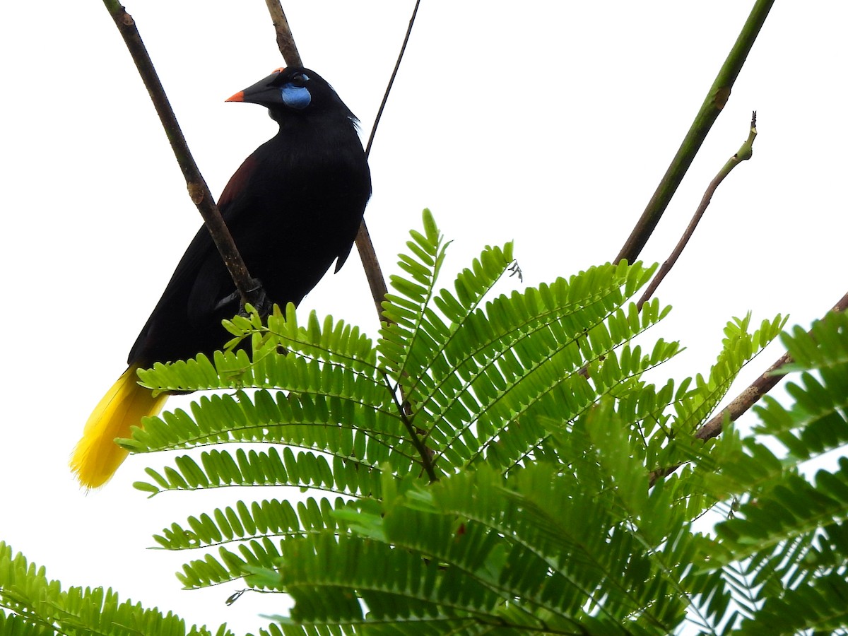 Black Oropendola - ML637885515