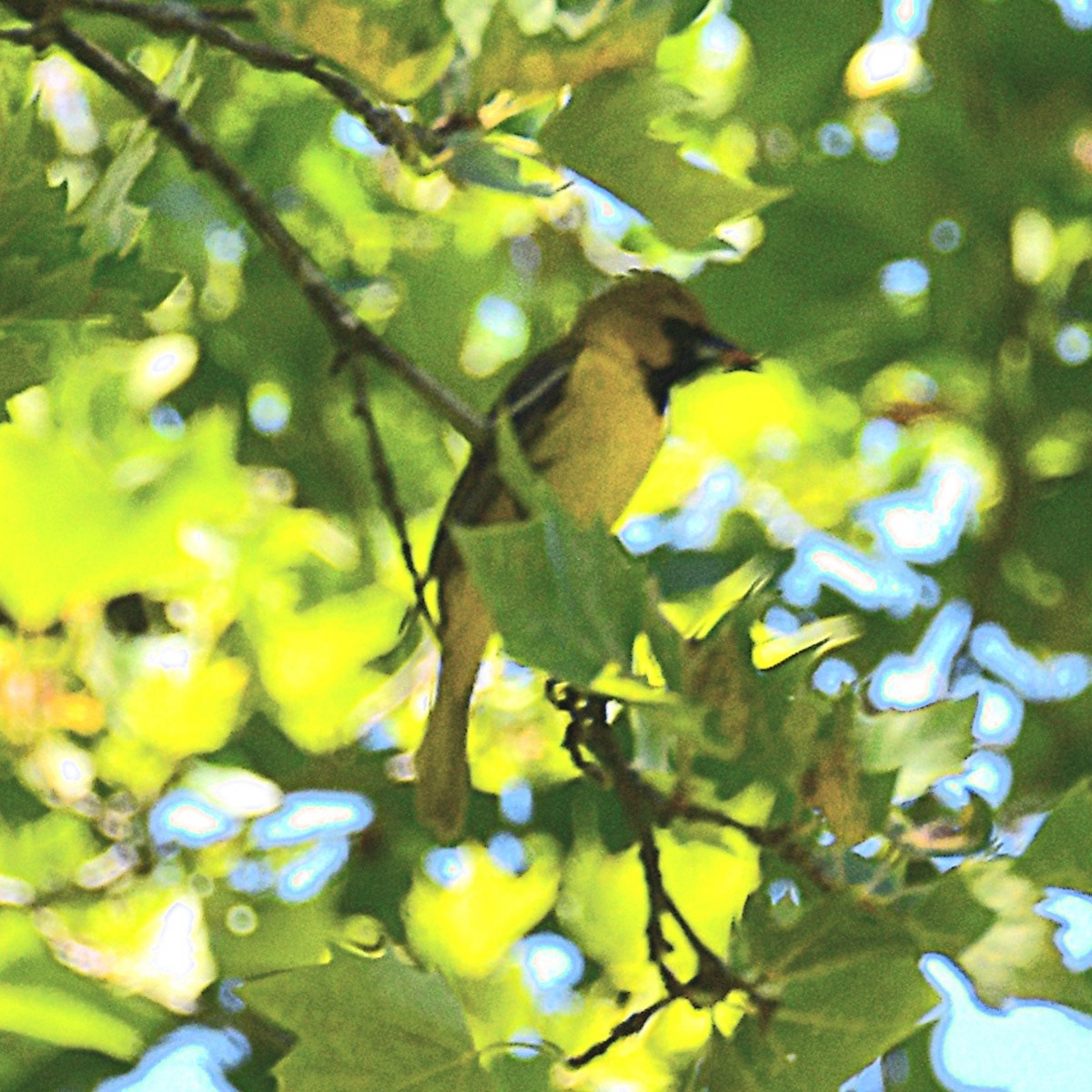 Orchard Oriole - ML637885527