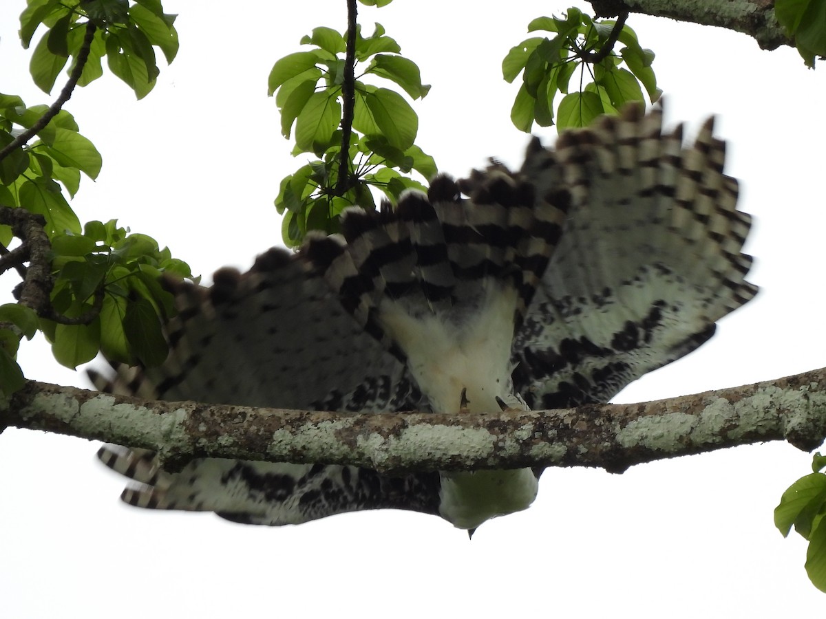 Harpy Eagle - ML637885547