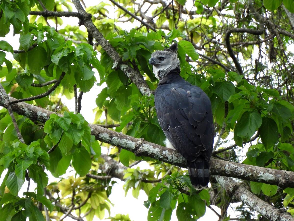 Harpy Eagle - ML637885548