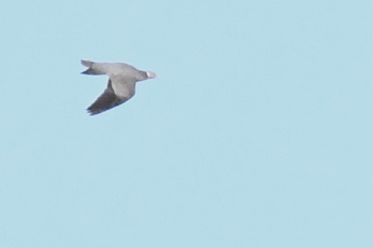 Band-tailed Pigeon - ML637885570