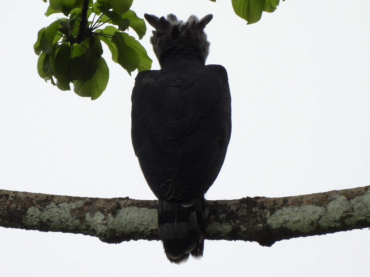 Harpy Eagle - ML637885589