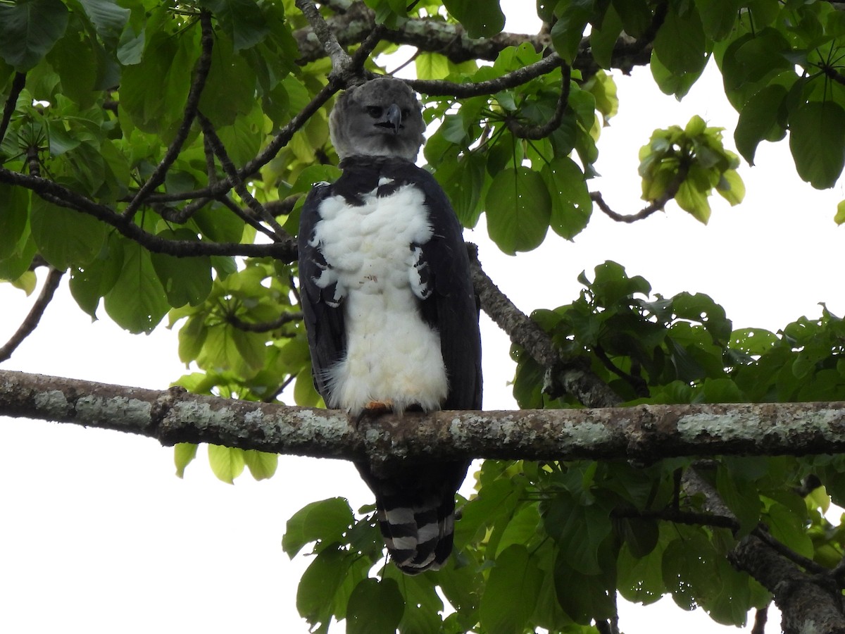 Harpy Eagle - ML637885590